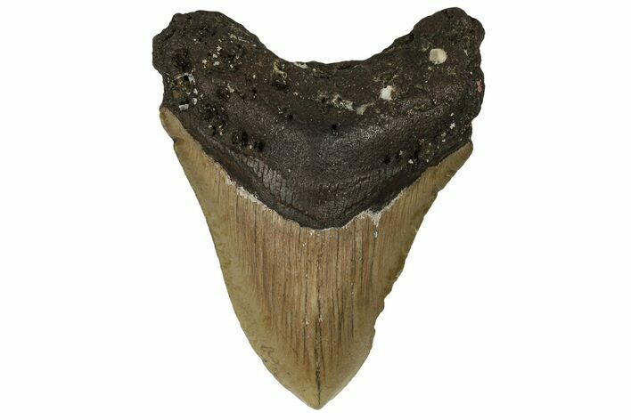 Bargain, Fossil Megalodon Tooth - North Carolina #190652
